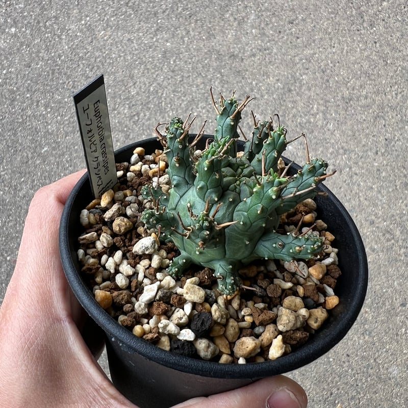 ユーフォルビア クラシペス1 | STELLA.PLANTS