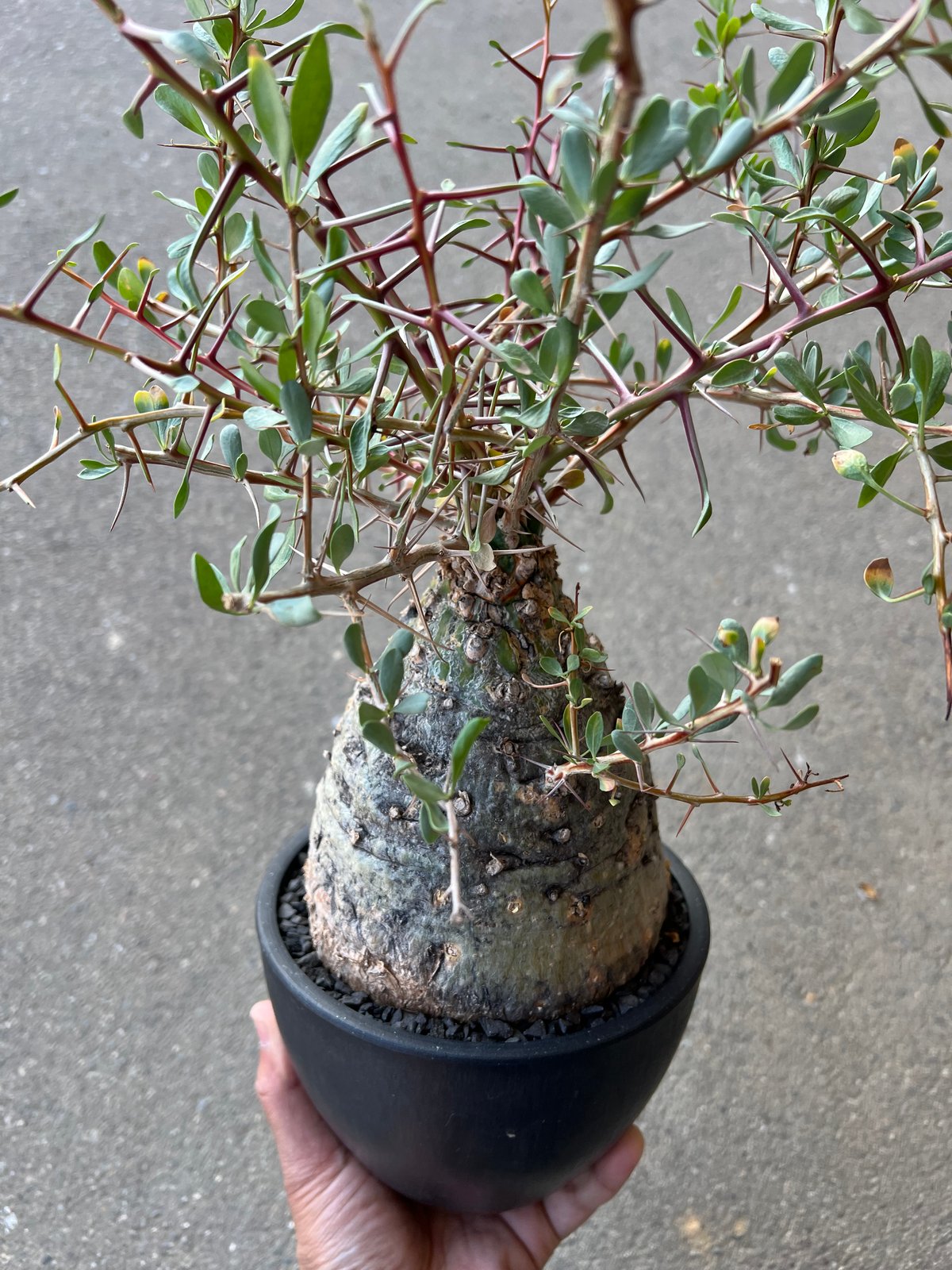 フォークイエリア コルムナリス 観峰玉 | STELLA.PLANTS