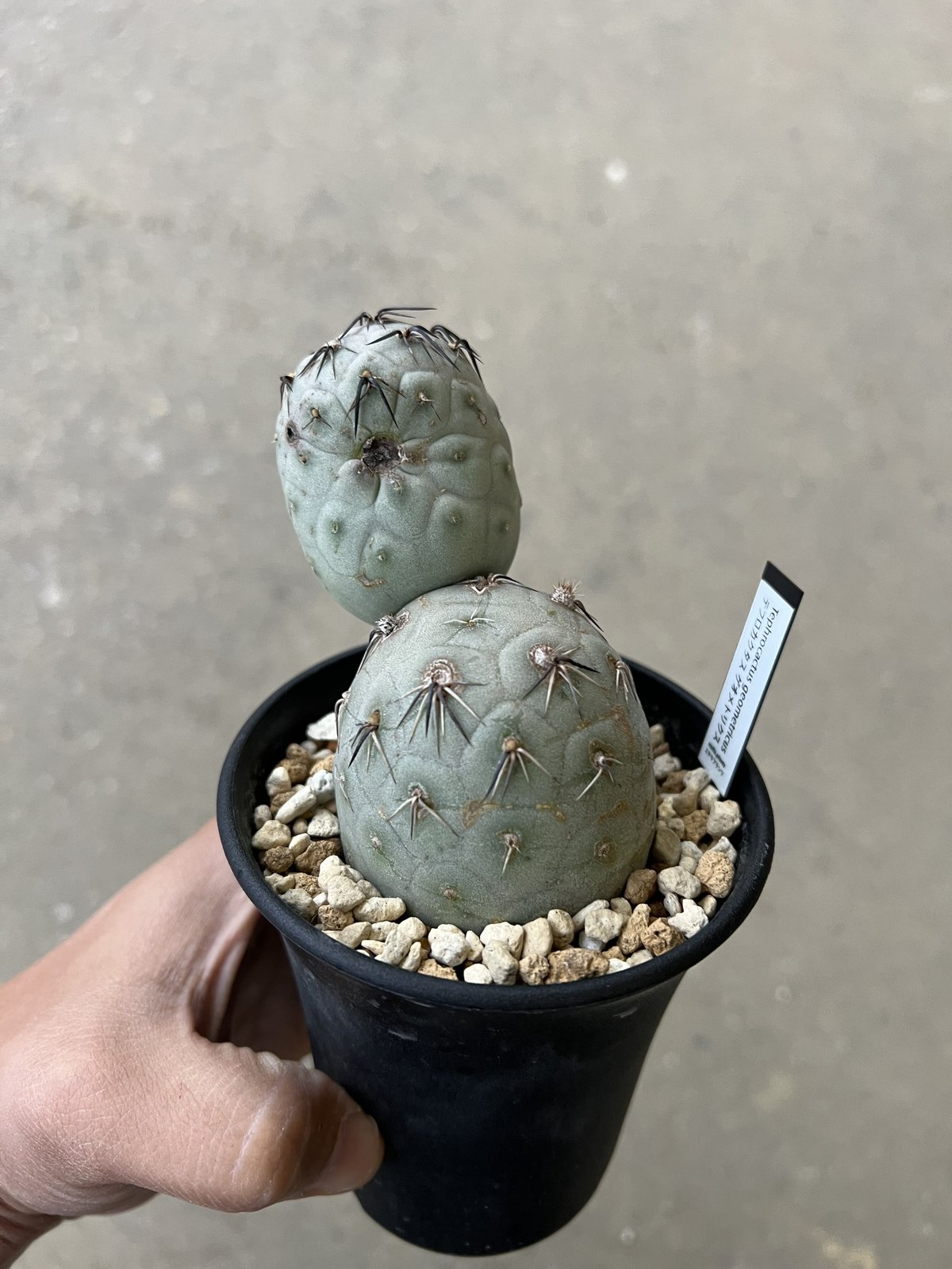 テフロカクタス ゲオメトリクス 極上株 作家鉢 テフロカクタス・ゲオ