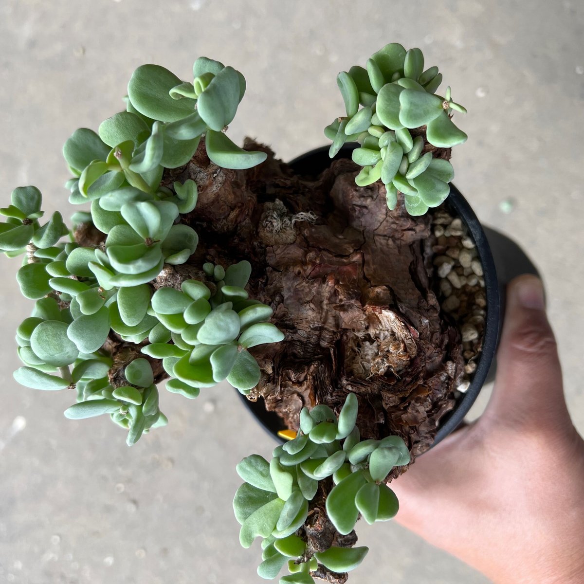 ケラリア ピグマエア オス株 | STELLA.PLANTS ケラリア ピグマエア オス株 | STELLA.PLANTS