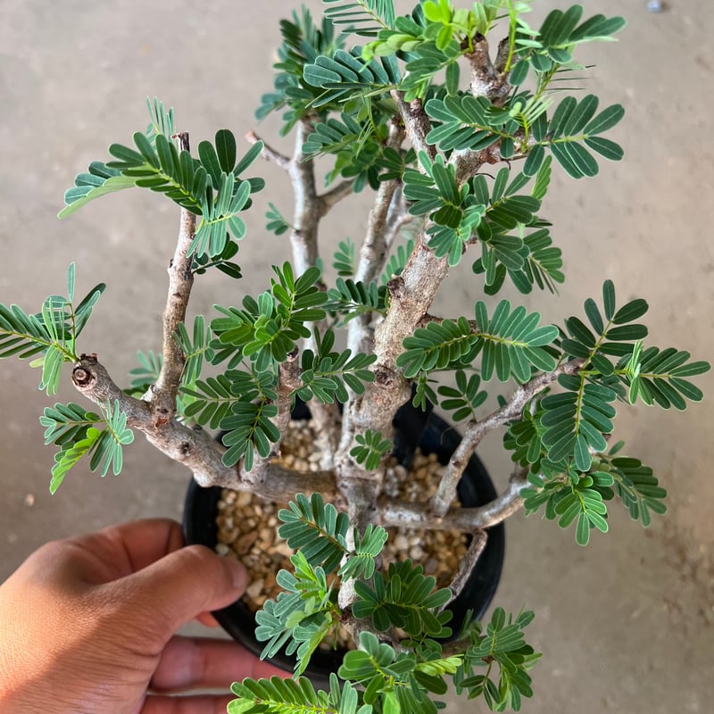 センナ メリディオナリス センナメリディオナリス | STORES