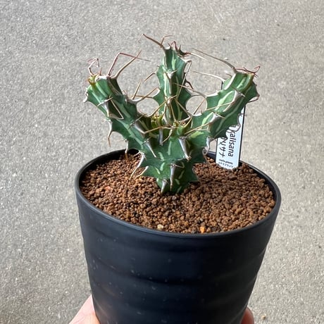 CATEGORY ユーフォルビア | STELLA.PLANTS