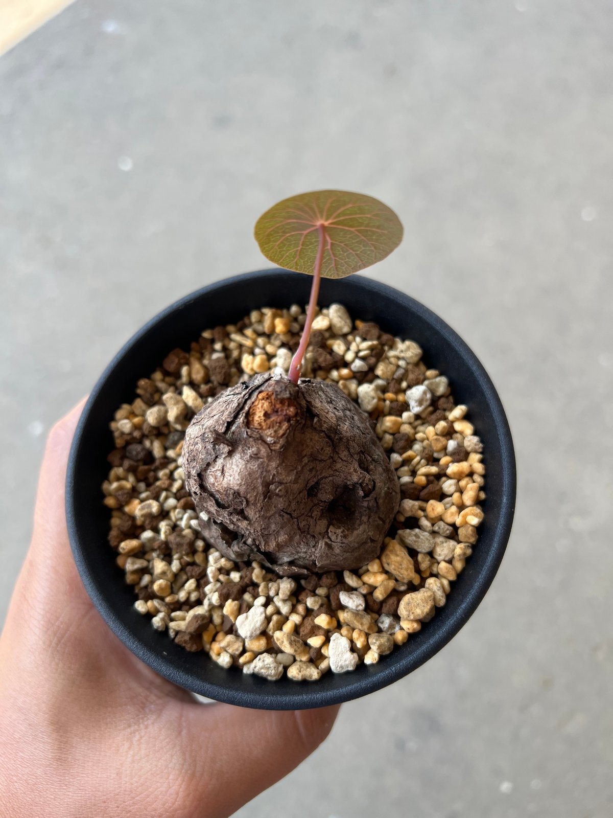 ステファニア　カウィーサキー ステファニア カウィーサキー “選抜個体” 「Stephania