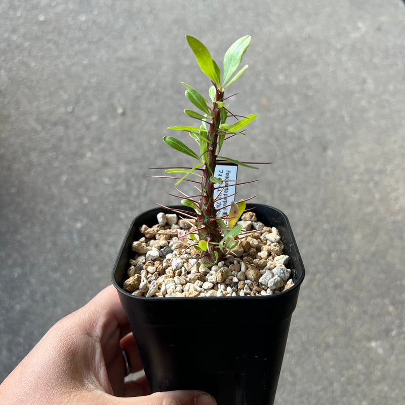 フォークイエリア プルプシー1 | STELLA.PLANTS