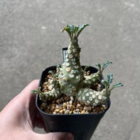 ケラリア ピグマエア メス株 | STELLA.PLANTS ケラリア ピグマエア メス株 | STELLA.PLANTS