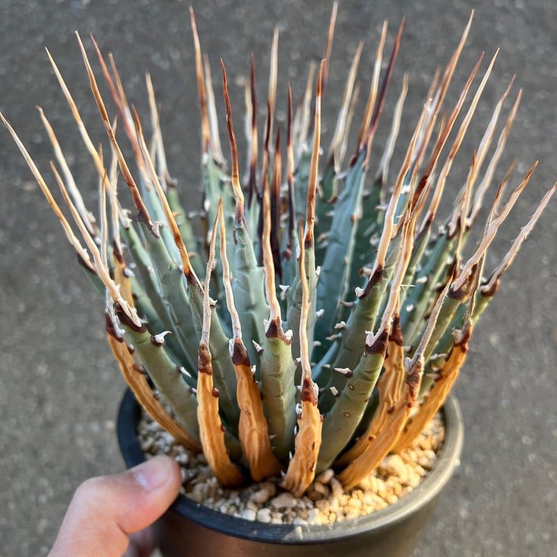 ユタエンシス エボリスピナ 5寸鉢サイズ | STELLA.PLANTS