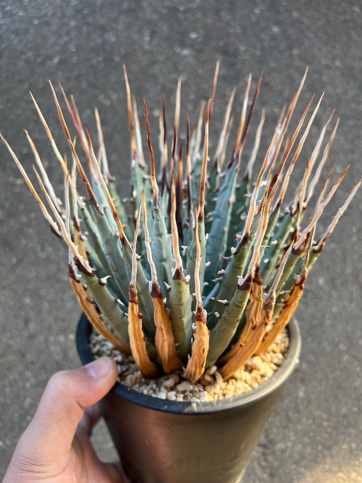 ユタエンシス エボリスピナ 5寸鉢サイズ | STELLA.PLANTS