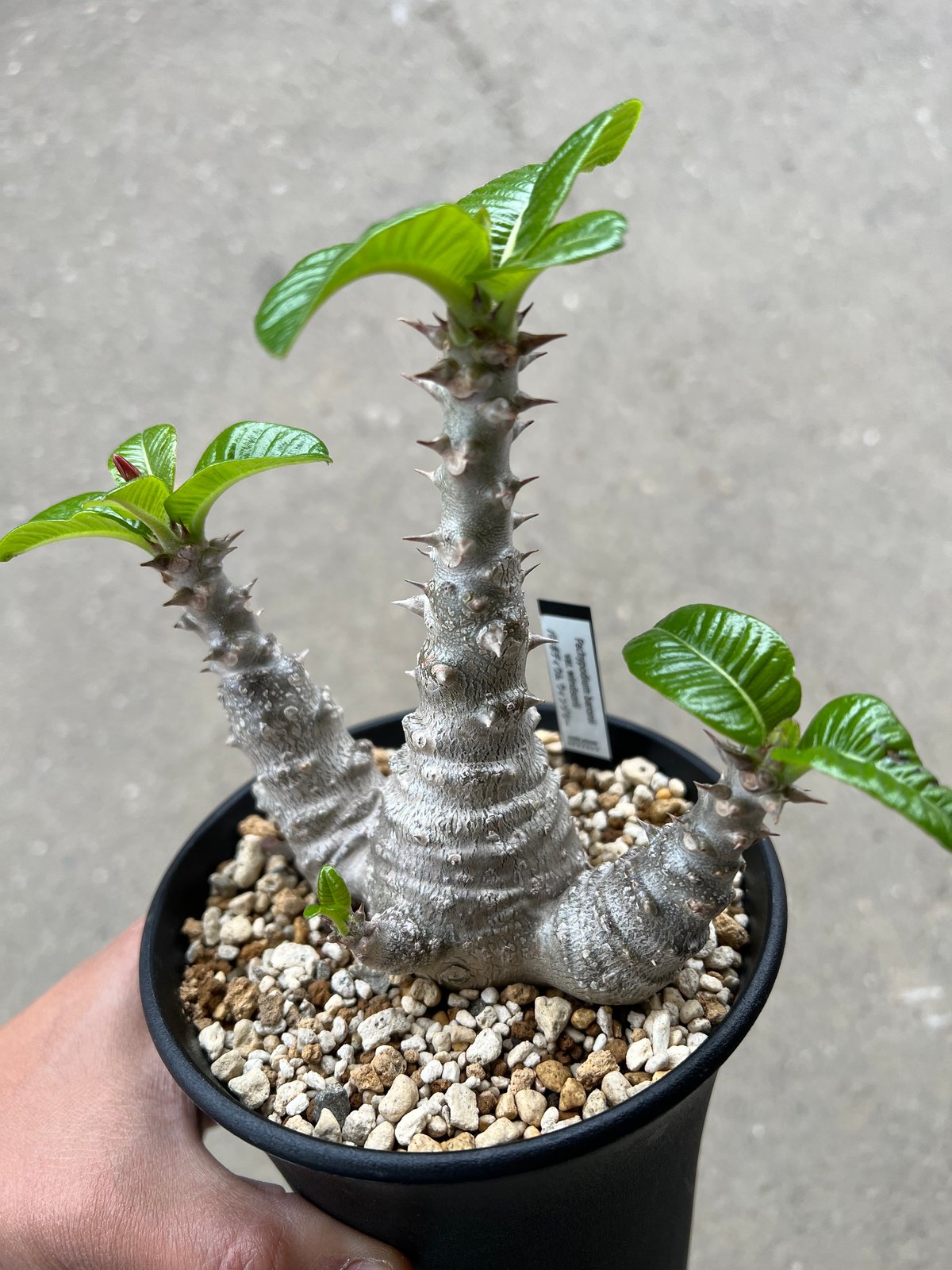 carvani♪　パキポディウム　ウィンゾリー種子5粒ｘ２ carvani♪ パキポディウム ウィンゾリー種子5粒x2 5粒