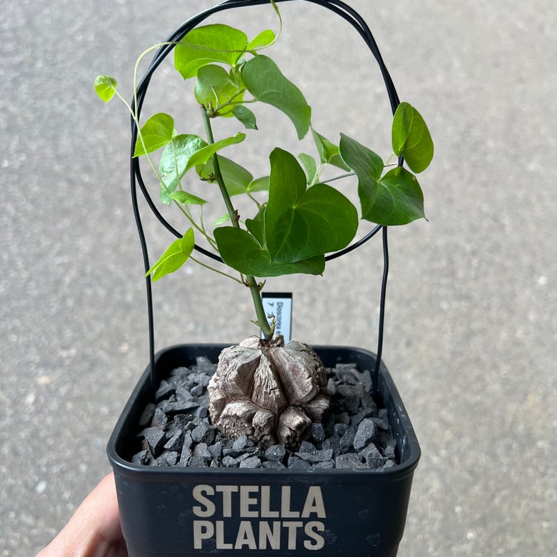 アフリカ亀甲竜 6 | STELLA.PLANTS
