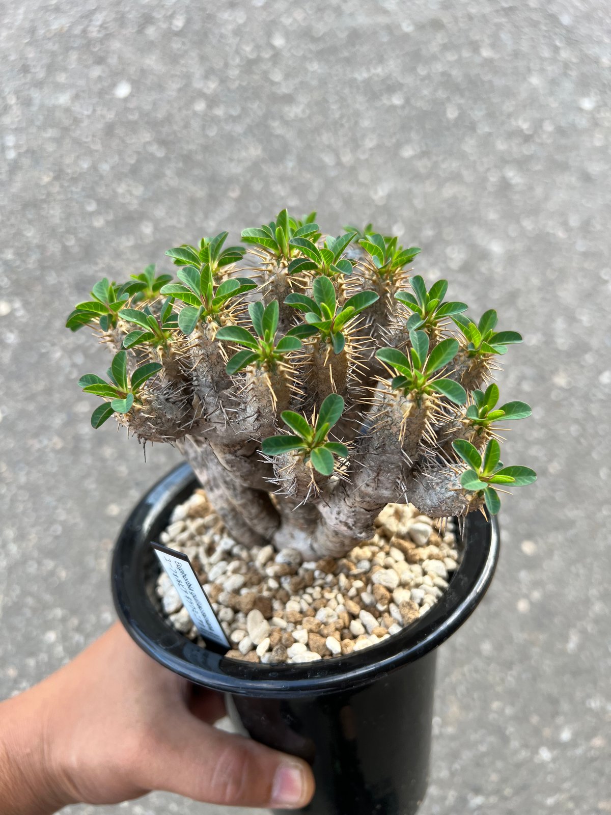 ユーフォルビア ギラウミニアナ | STELLA.PLANTS ユーフォルビア ギラウミニアナ | STELLA.PLANTS