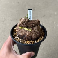 ボスウェリア　サクラ fit=scale-down,w=1200