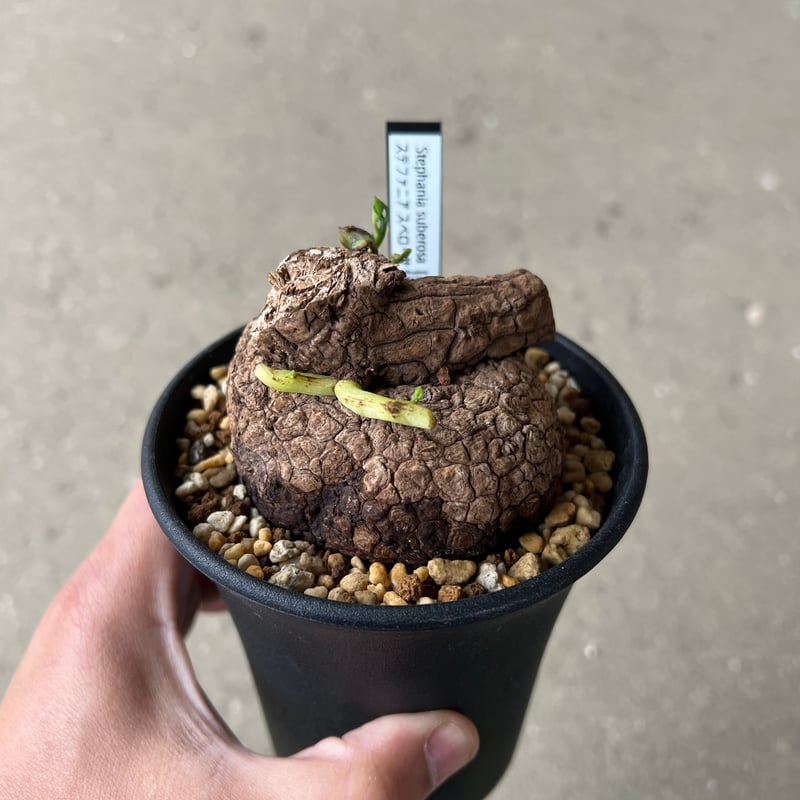 ステファニア スベローサ 発根発芽 鉢付