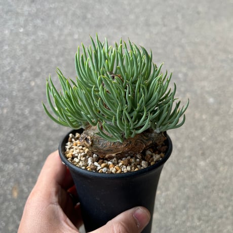 チレコドン　ペアルソニー Tylecodon pearsonii【チレコドン・ペアルソニー】 | RIMO'S GREEN