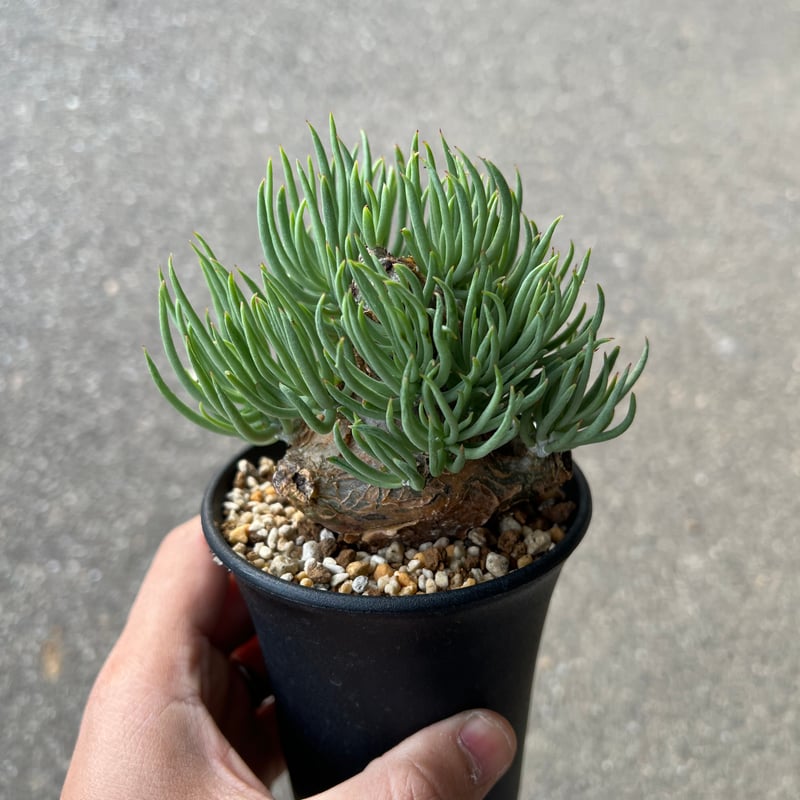 チレコドン ペアルソニー5 | STELLA.PLANTS