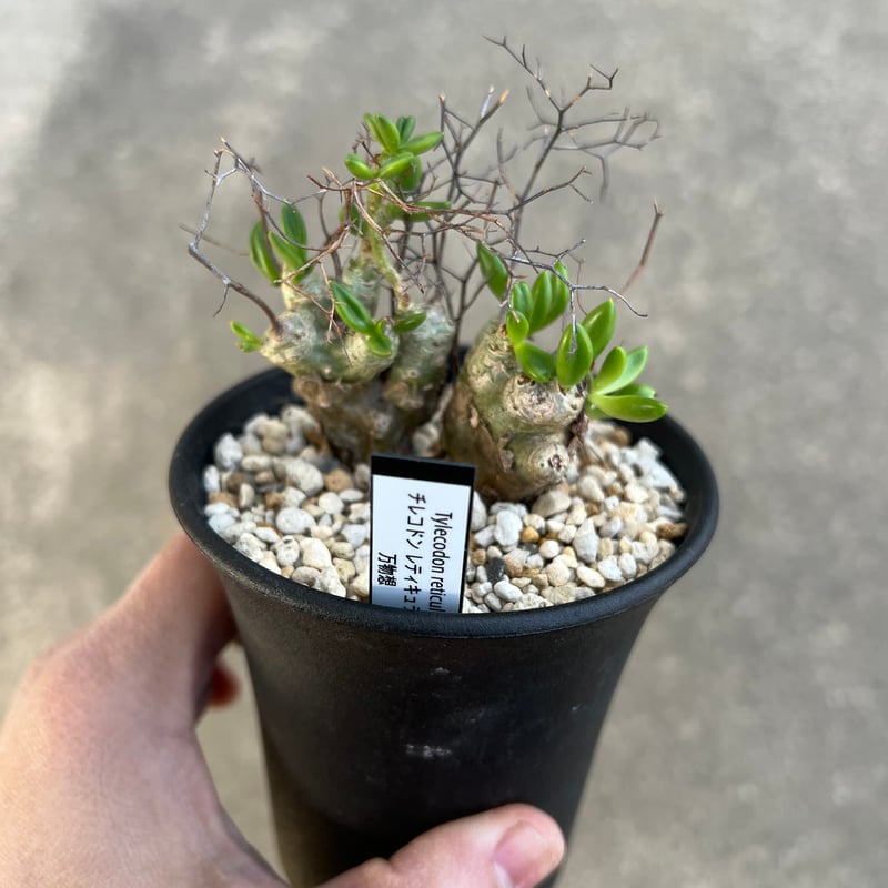 チレコドン レティキュラータス 万物想 | STELLA.PLANTS チレコドン レティキュラータス 万物想 | STELLA.PLANTS