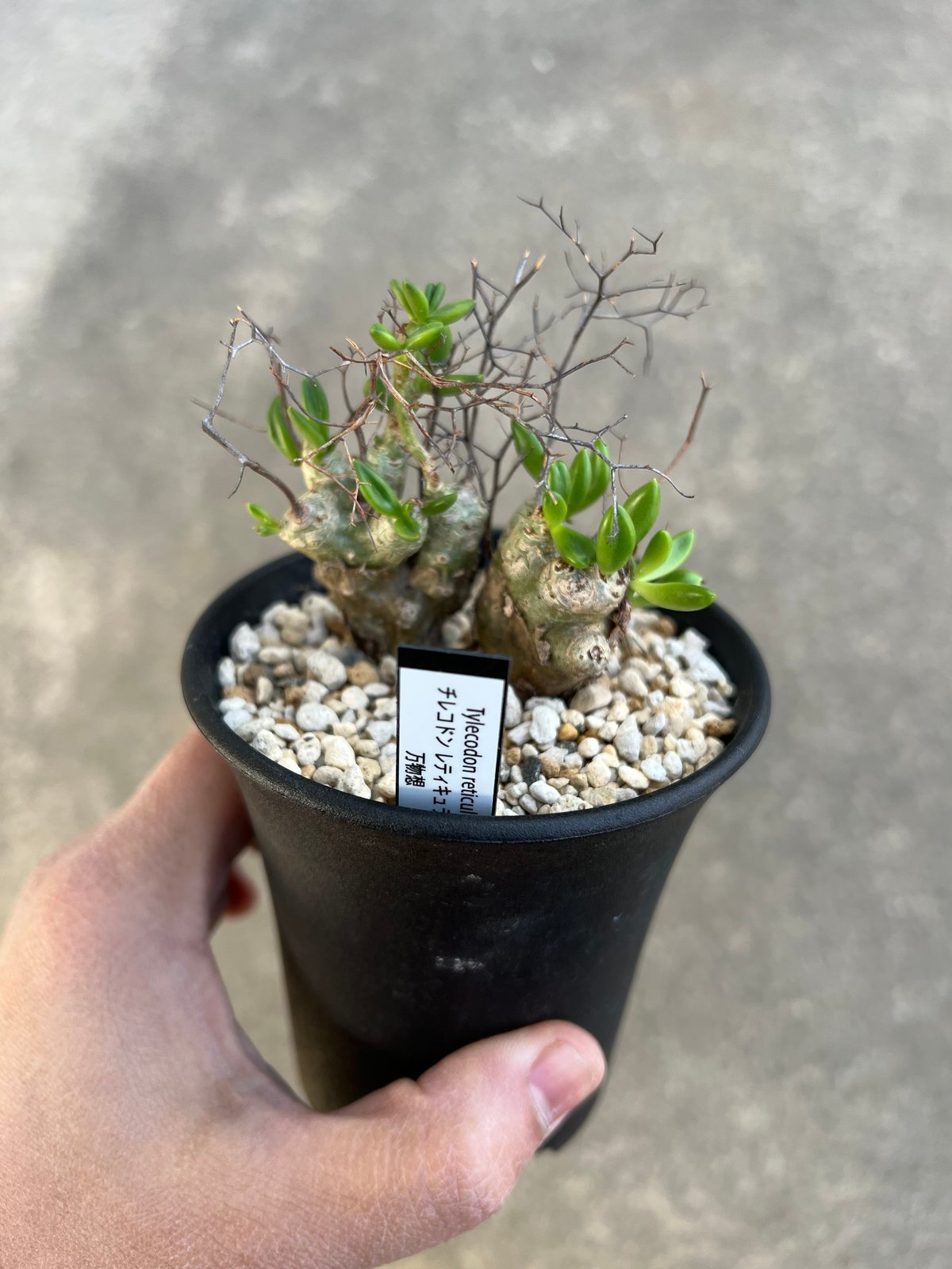 チレコドン レティキュラータス 万物想 | STELLA.PLANTS チレコドン レティキュラータス 万物想 | STELLA.PLANTS