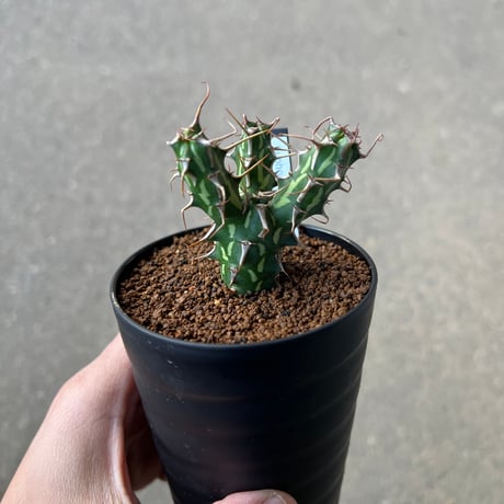 ユーフォルビア エリガベンシス 開花株 2 ユーフォルビア エリガベンシス 開花株 2 ユーフォルビア