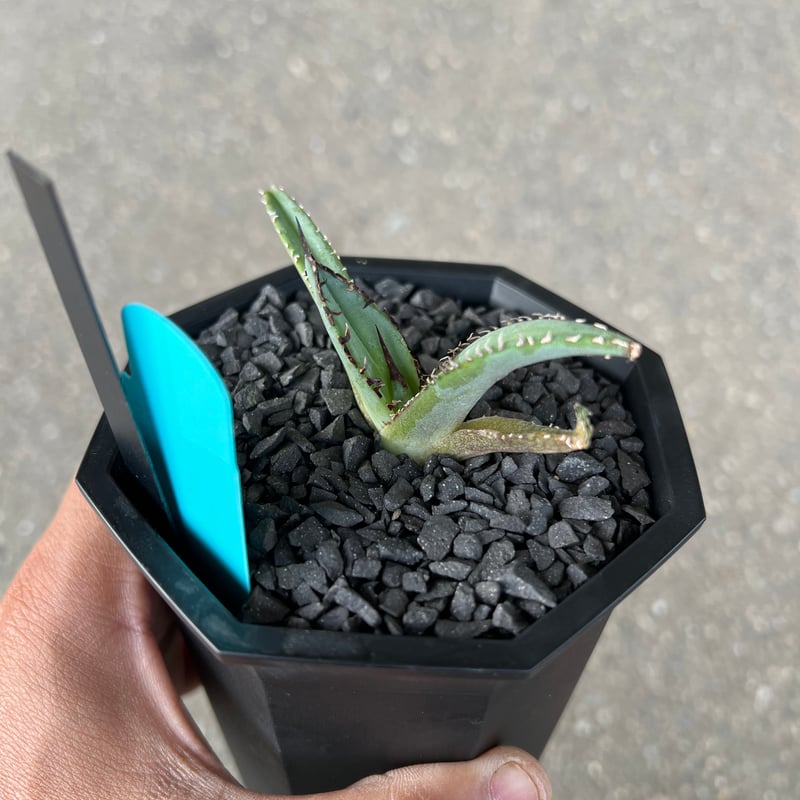Agave 'White Fang' 2 アガベ ホワイトファング | STELLA.PLANTS