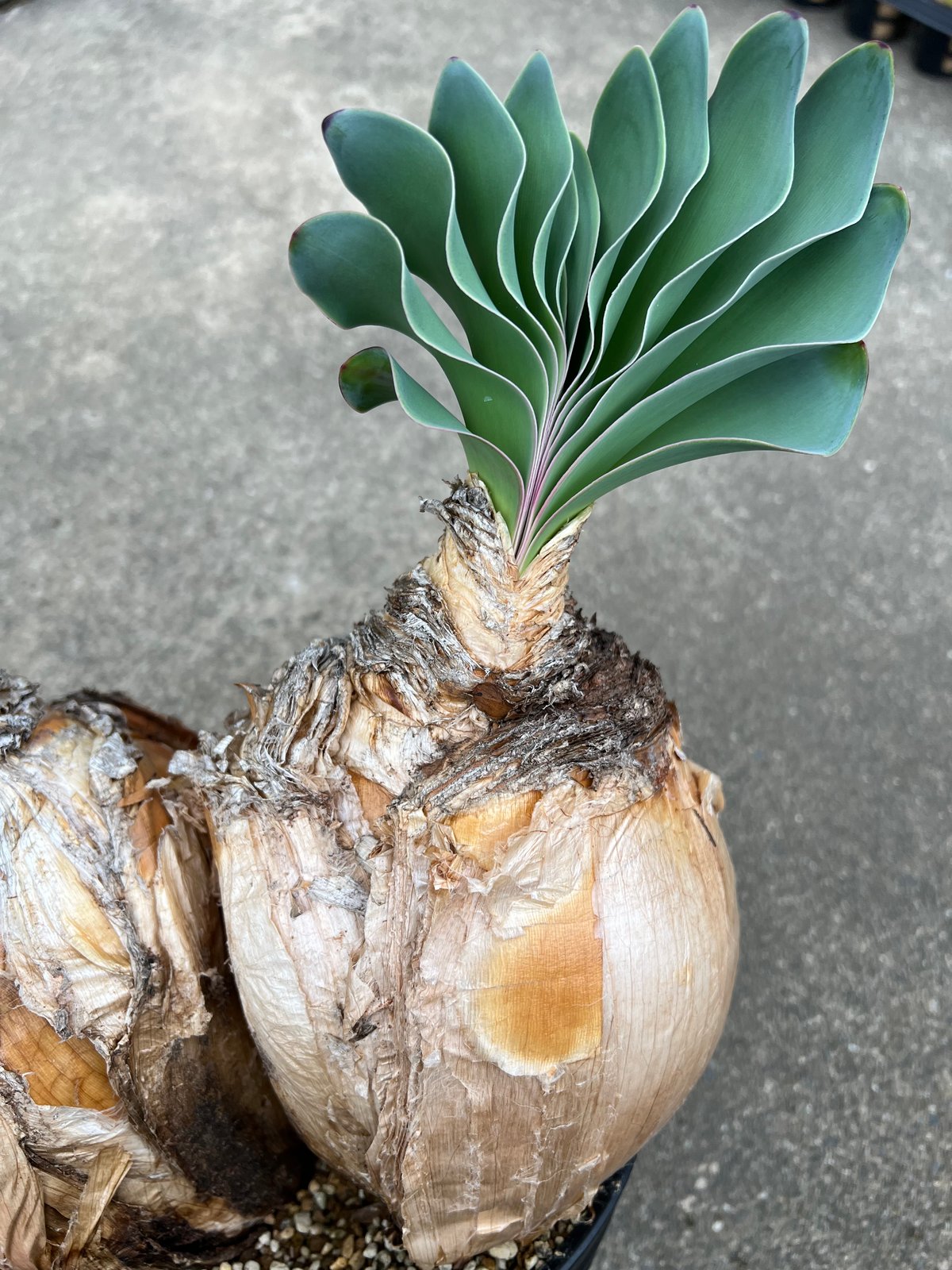 【激レア】 A ブーファン ハエマンソイデス 発根済み 2頭 ダブルヘッド ブーファン ハエマンソイデス ダブルヘッド | STELLA.PLANTS