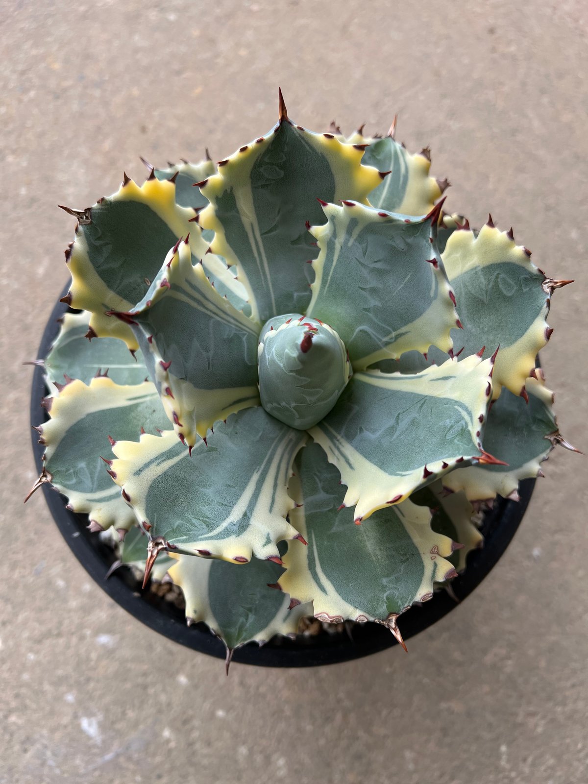 Agave 甲蟹錦 | STELLA.PLANTS