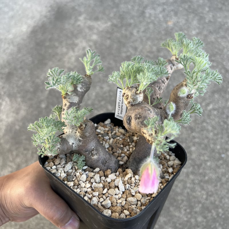 モンソニア ムルチフィダ | STELLA.PLANTS モンソニア ムルチフィダ | STELLA.PLANTS