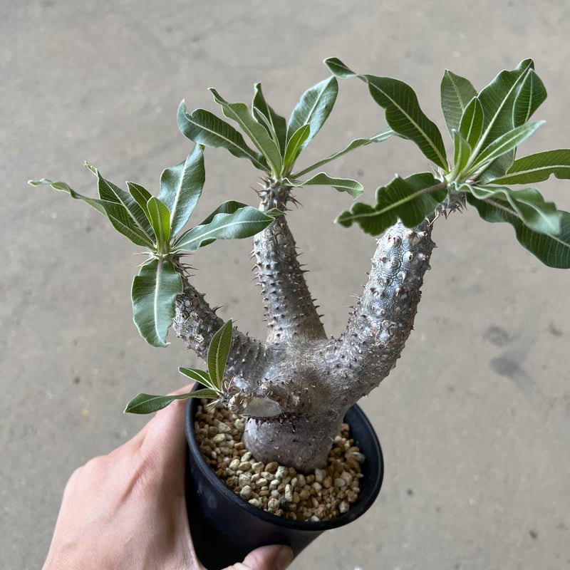 パキポディウム マカイエンセ良形3分岐 P.マカイエンセ B3 – TaiShoDo ONLINE SHOP