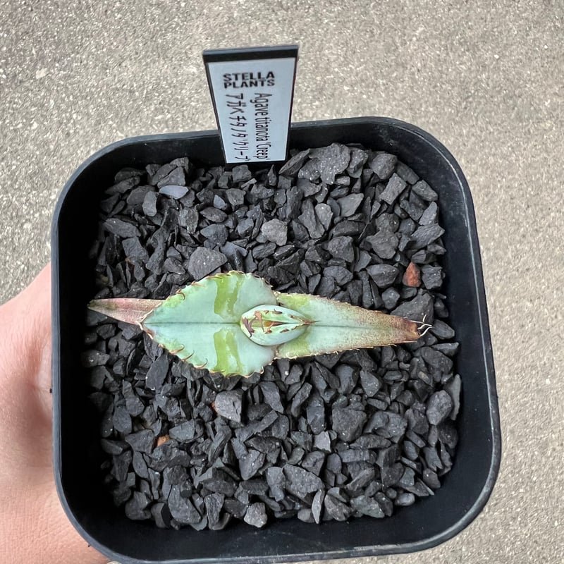 ご*た様 Agave titanota ‘Creep’ Agave titanota 'Creep'1 | STELLA.PLANTS