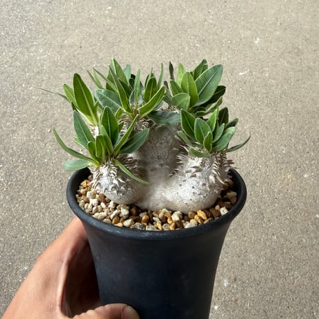 パキポディウム 恵比寿大黒 2