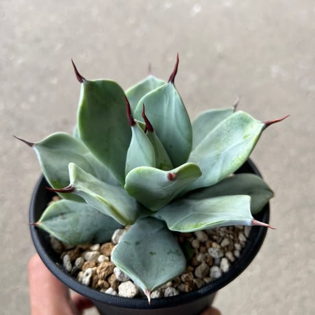 イシスメンシス一本刺タイプ 3