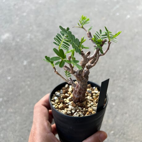 センナ メリディオナリス3