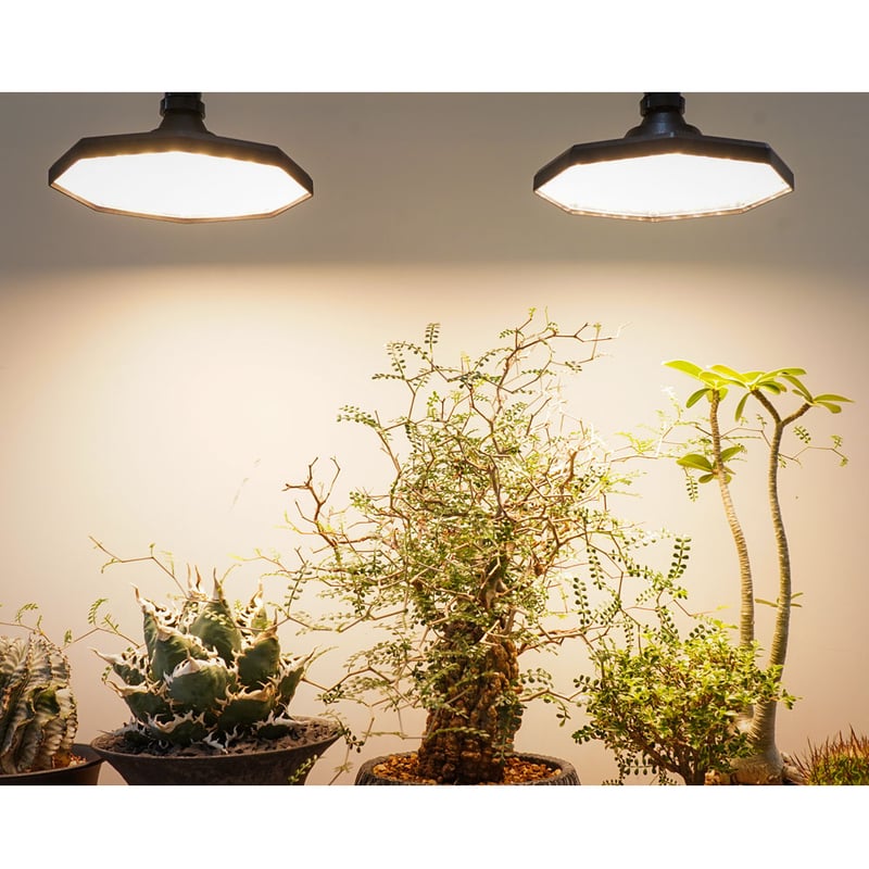 ROKI-OCTAGON-50W | STELLA.PLANTS