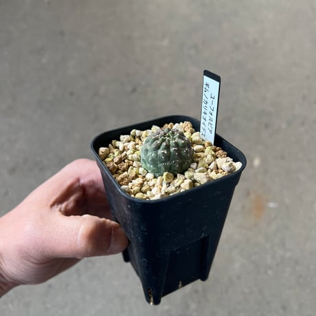 ユーフォルビア　ギムノカリキオイデス6