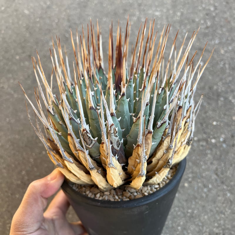 ユタエンシス エボリスピナ 5寸鉢サイズ | STELLA.PLANTS