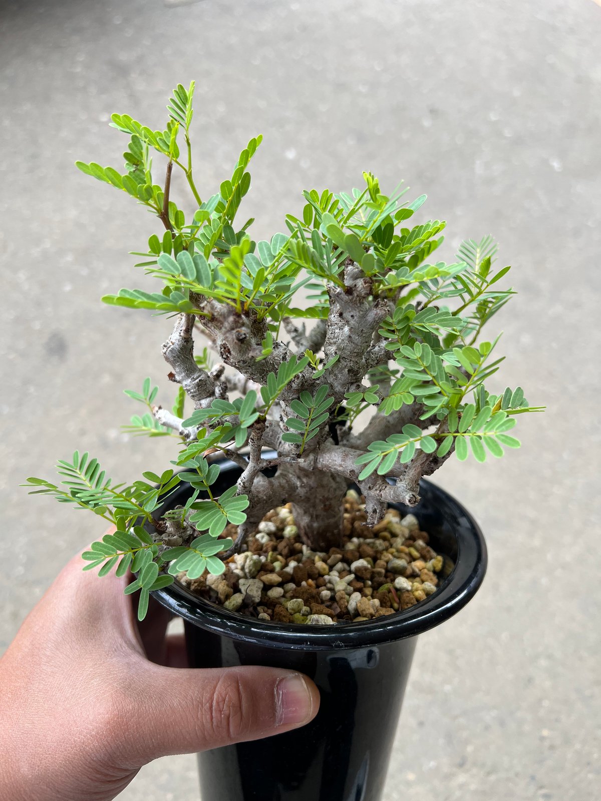 ユーフォルビアギラウミニアナ センナメリディオナリス 2株 【公式通販】