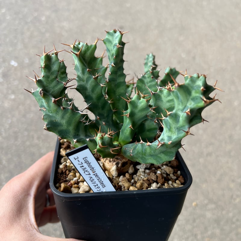 ユーフォルビア ペルシステンス2 | STELLA.PLANTS