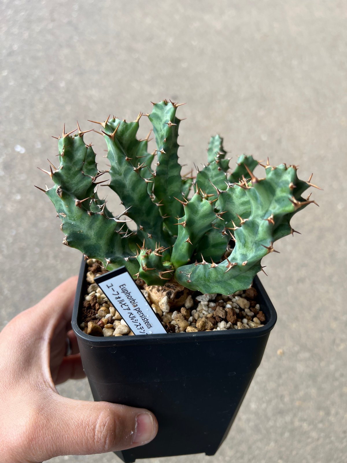 ユーフォルビア　ペルシステンス　2株 ユーフォルビア ペルシステンス2 | STELLA.PLANTS