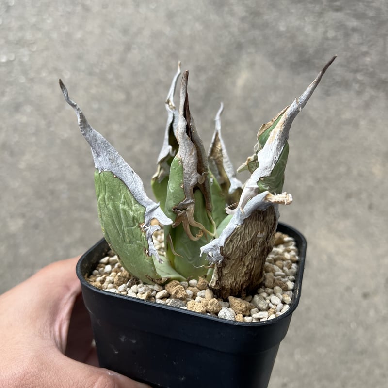 オアハカ　オテロイ　oaxaca oteroi 大株 超鋸歯 アガベ オアハカ オテロイ/Agave Oaxaca oteroi – LAND KNOT PLANTS