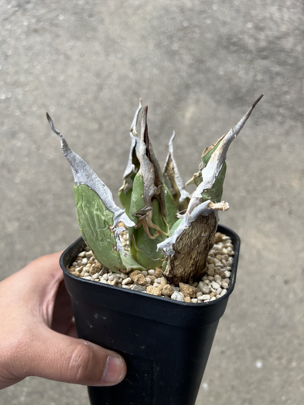 Agave Oaxaca oteroi | STELLA.PLANTS Agave Oaxaca oteroi | STELLA.PLANTS