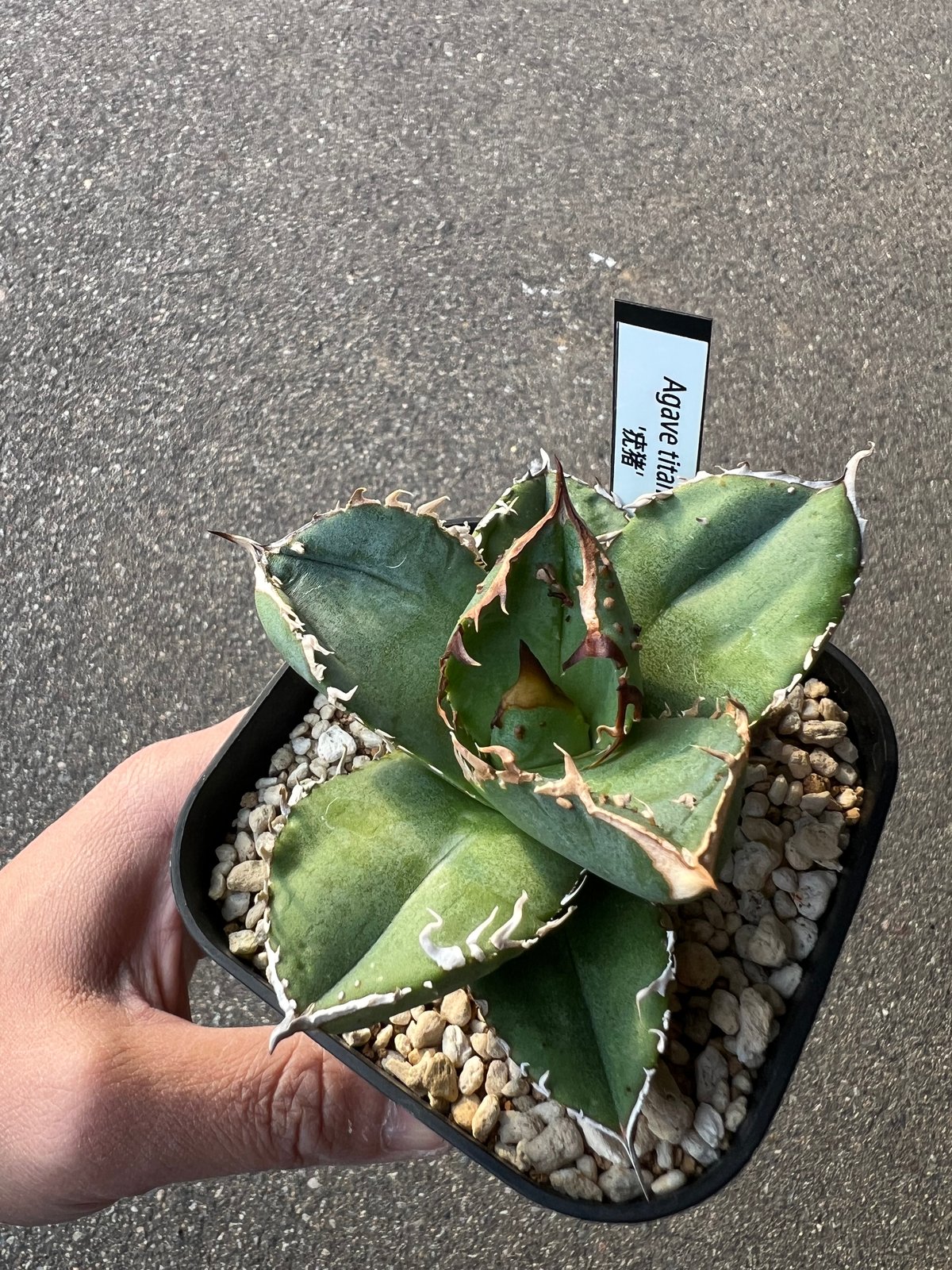 アガベ チタノタ 疣猪1 | STELLA.PLANTS