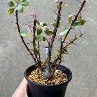 フォークイエリア ファシクラータ | STELLA.PLANTS フォークイエリア ファシクラータ | STELLA.PLANTS