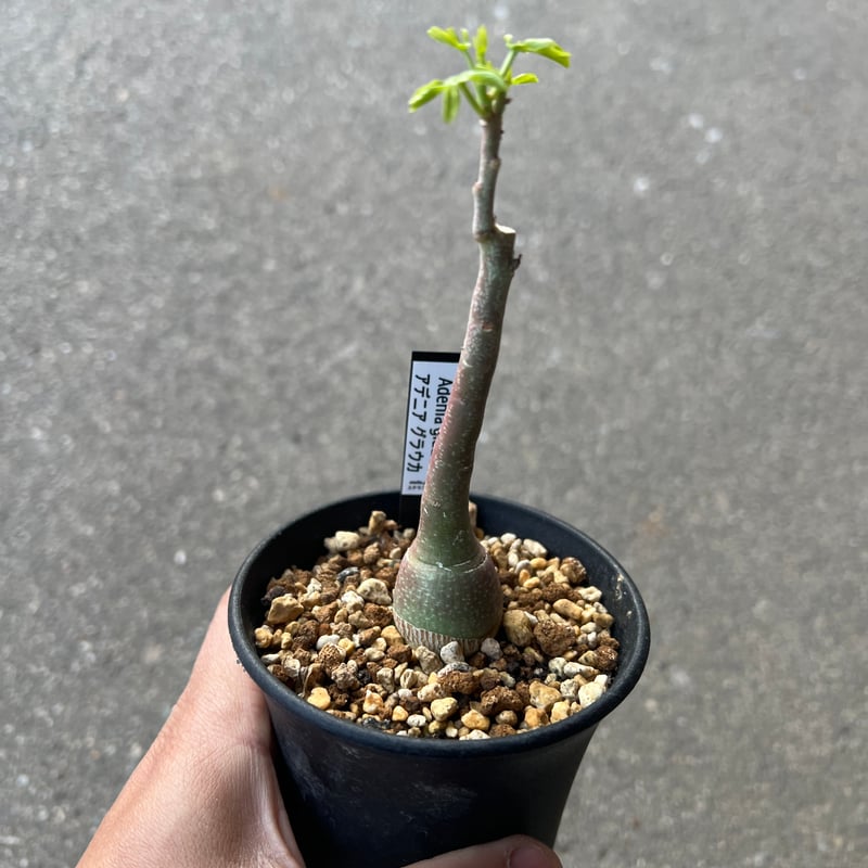 アデニアグラウカ アデニア グラウカ1 | STELLA.PLANTS