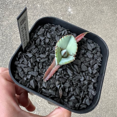 Agave titanota 'Creep'5