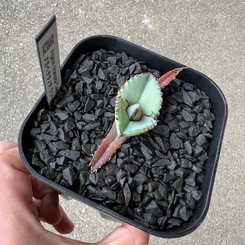 Agave titanota 'Creep'5 | STELLA.PLANTS