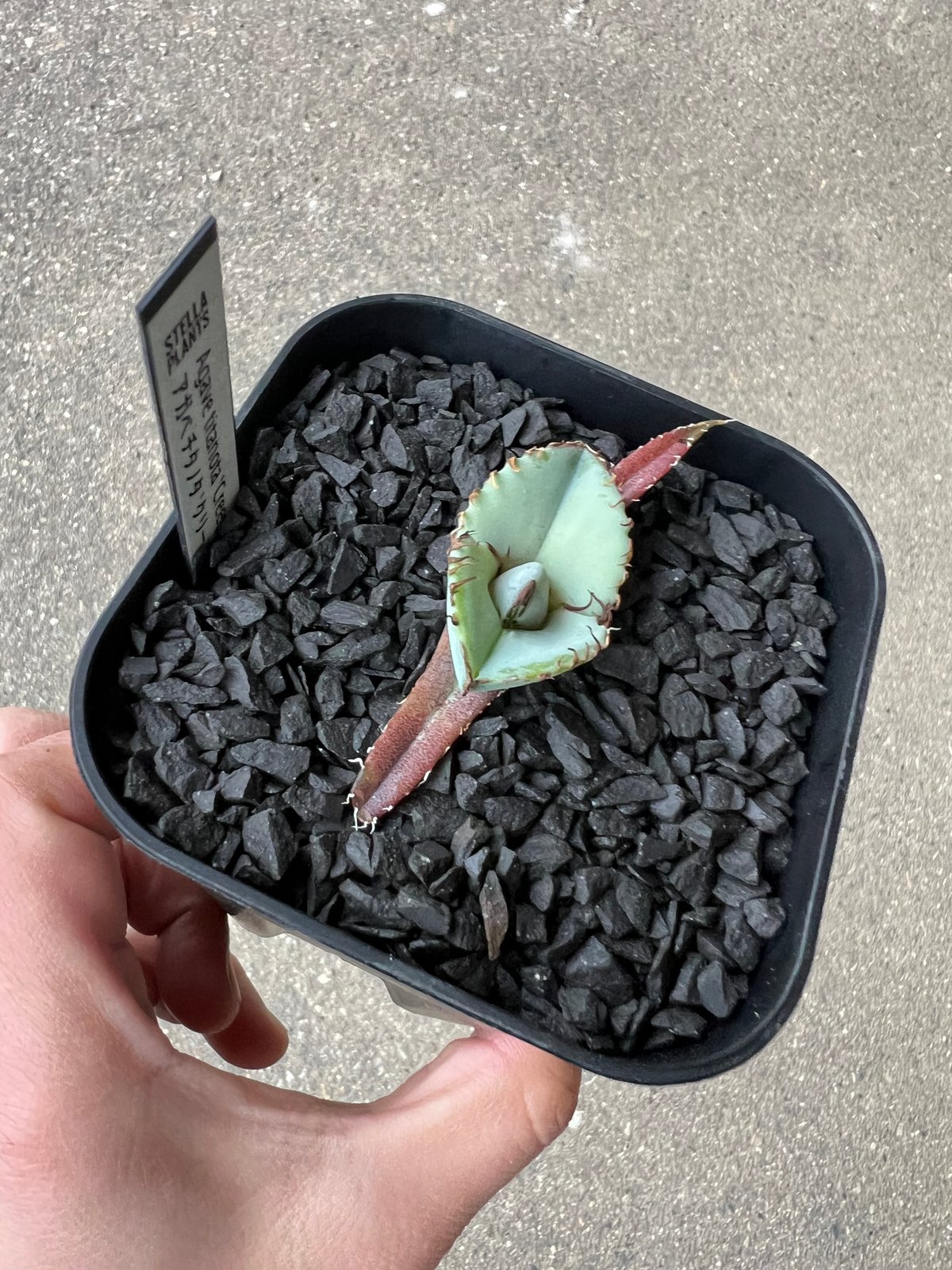 Agave titanota 'Creep'5 | STELLA.PLANTS