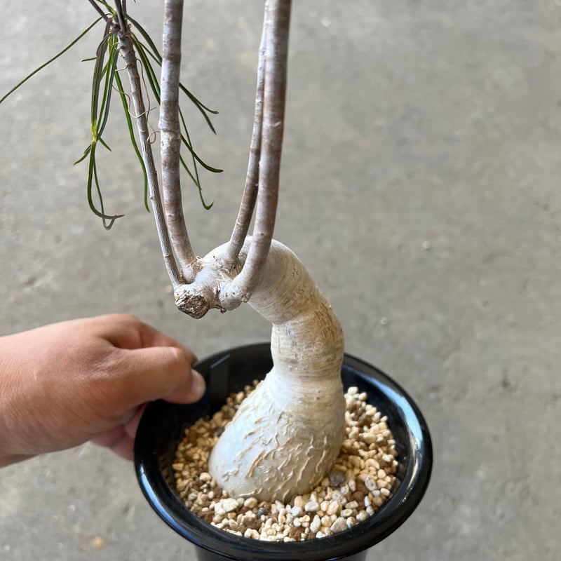 ユーフォルビア　へディオトイデス ユーフォルビア・ヘディオトイデス（Euphorbia hedyotoides）の