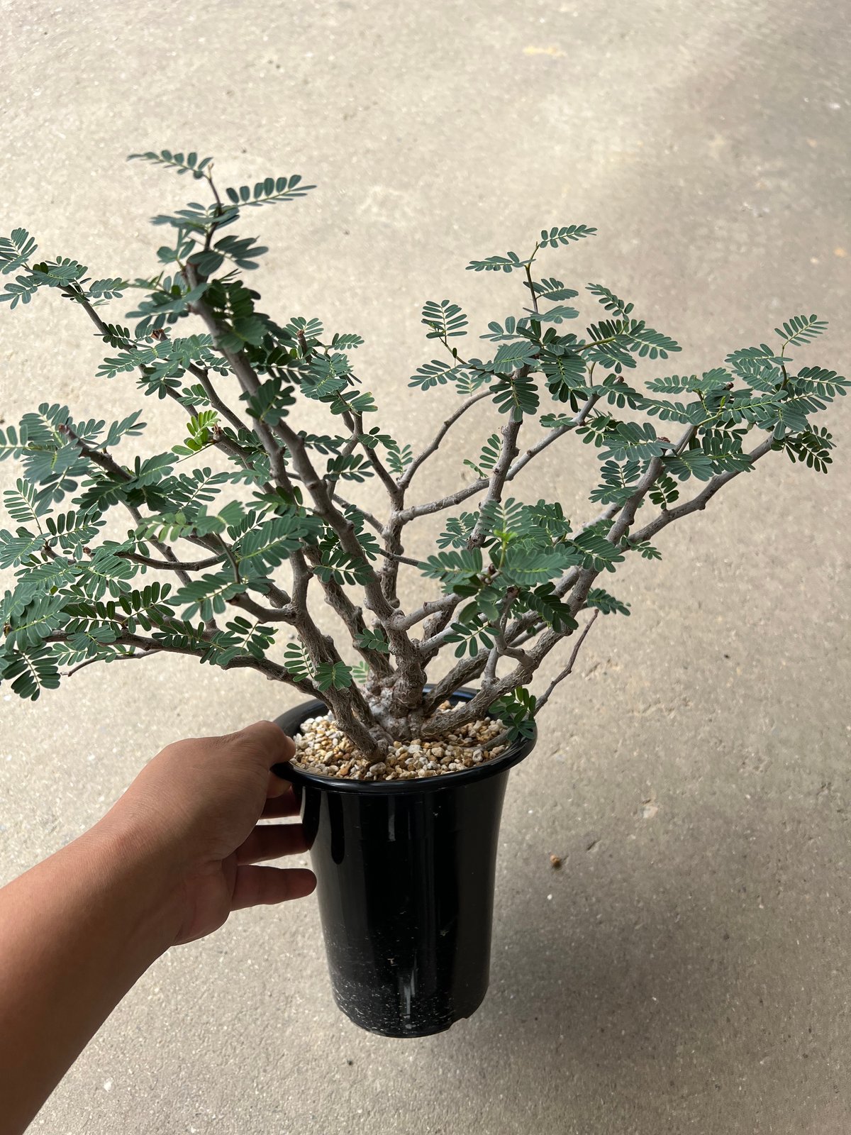 センナ メリディオナリス　発根済み センナ メリディオナリス 現地株 発根済み | GREEN LUCK