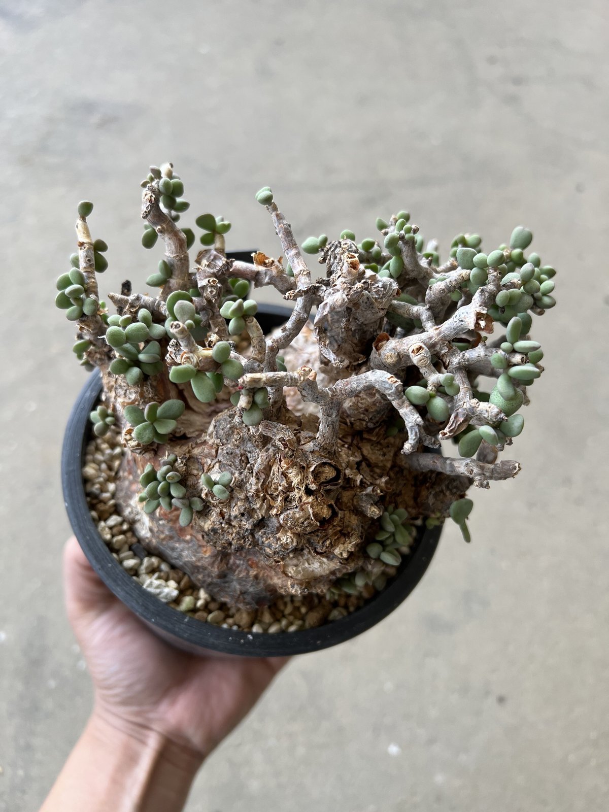 ケラリア ピグマエア | STELLA.PLANTS ケラリア ピグマエア | STELLA.PLANTS