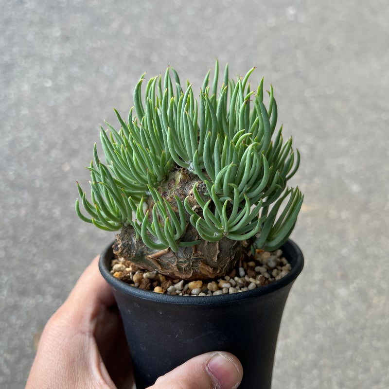 チレコドン　ペアルソニー チレコドン ペアルソニー5 | STELLA.PLANTS