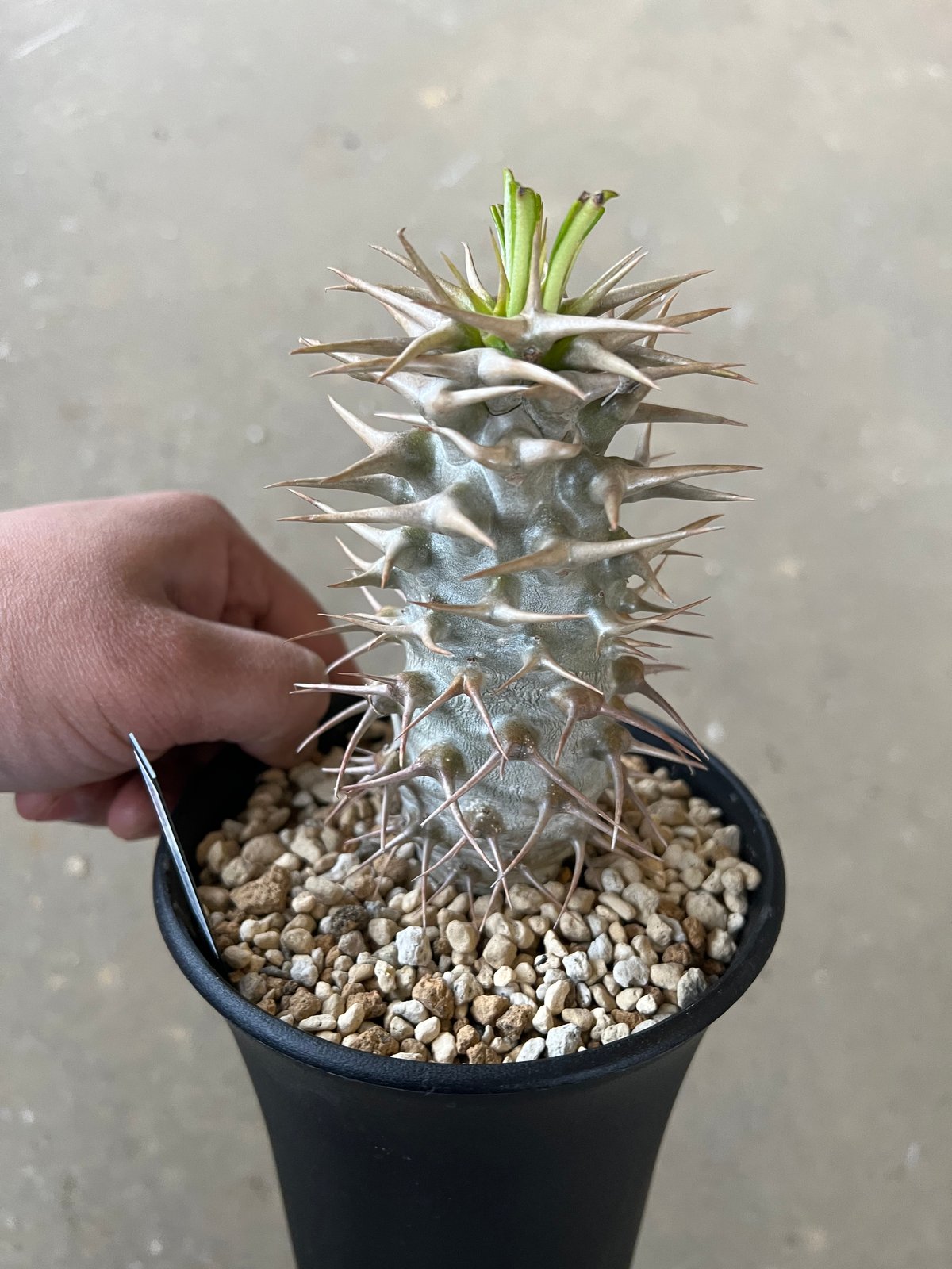 パキポディウム アンボンゲンセ | STELLA.PLANTS パキポディウム アンボンゲンセ | STELLA.PLANTS