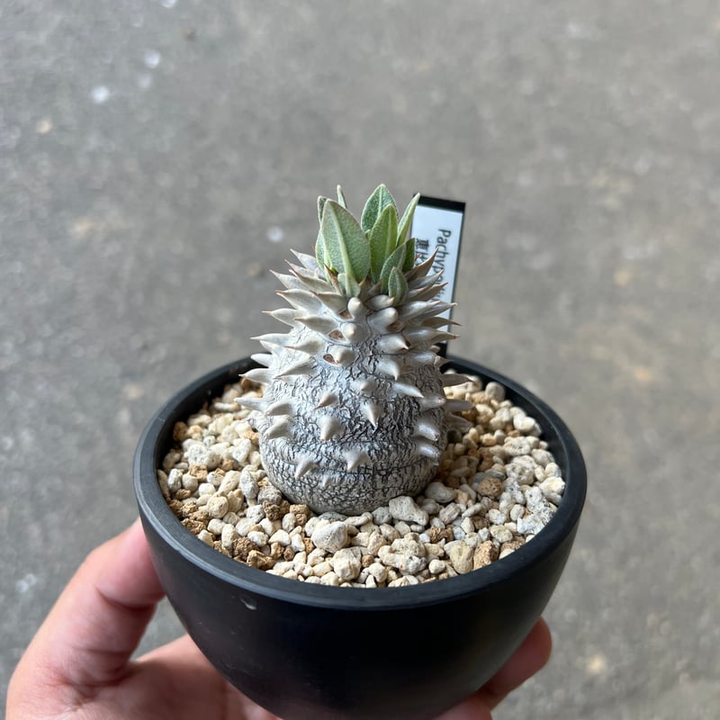 No.2 パキポディウム　デンシカウレ　恵比寿大黒 パキポディウム 恵比寿大黒2 | STELLA.PLANTS